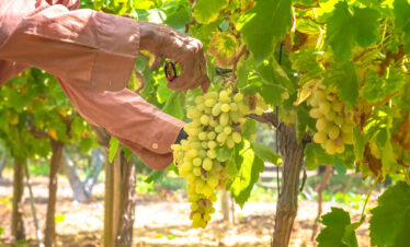 Close-up of a person harvesting ripe white grapes in a sunny Greek vineyard surrounded by lush green leaves.