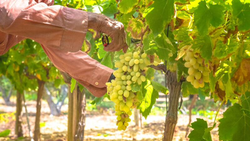 Close-up of a person harvesting ripe white grapes in a sunny Greek vineyard surrounded by lush green leaves.