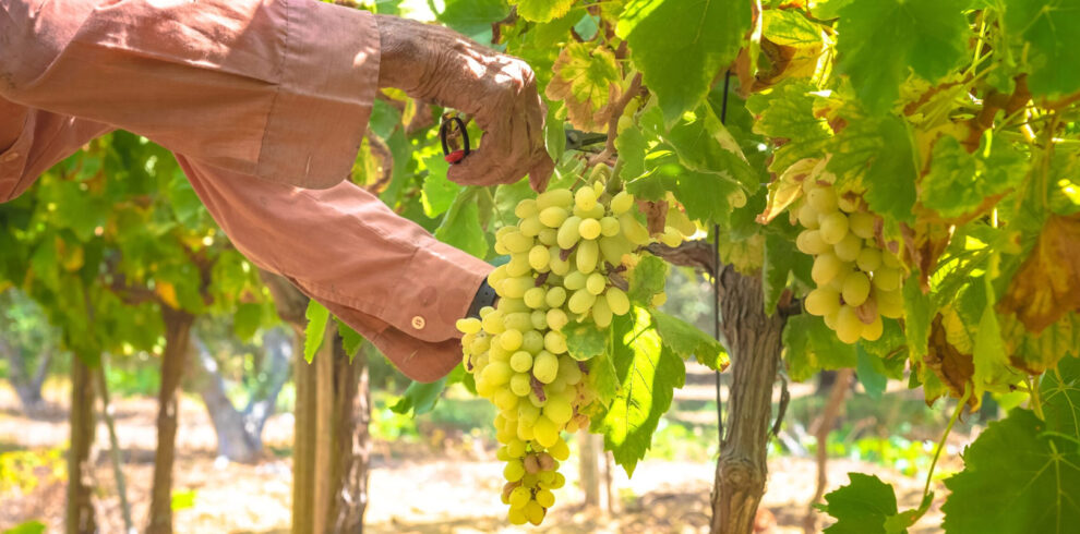 Close-up of a person harvesting ripe white grapes in a sunny Greek vineyard surrounded by lush green leaves.